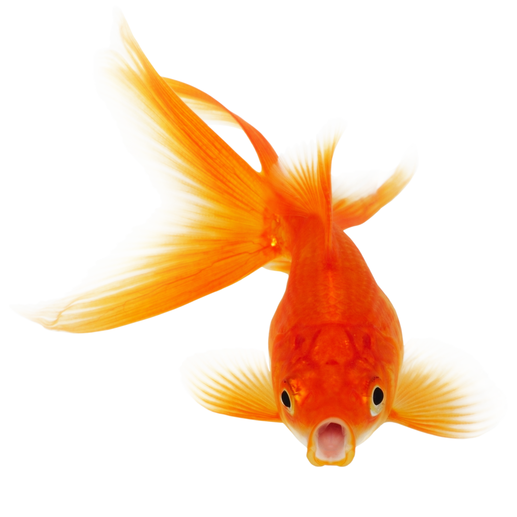 goldfish clipart transparent fish pencil and color #11924