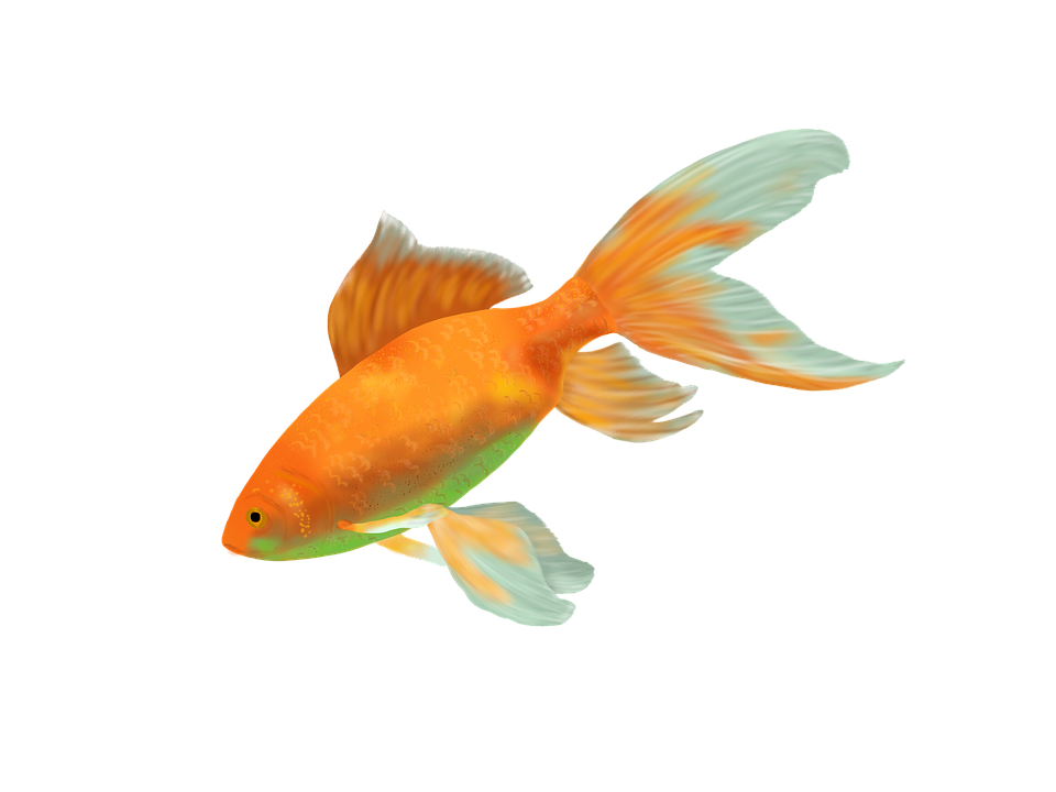 goldfish fish gold image pixabay #11916