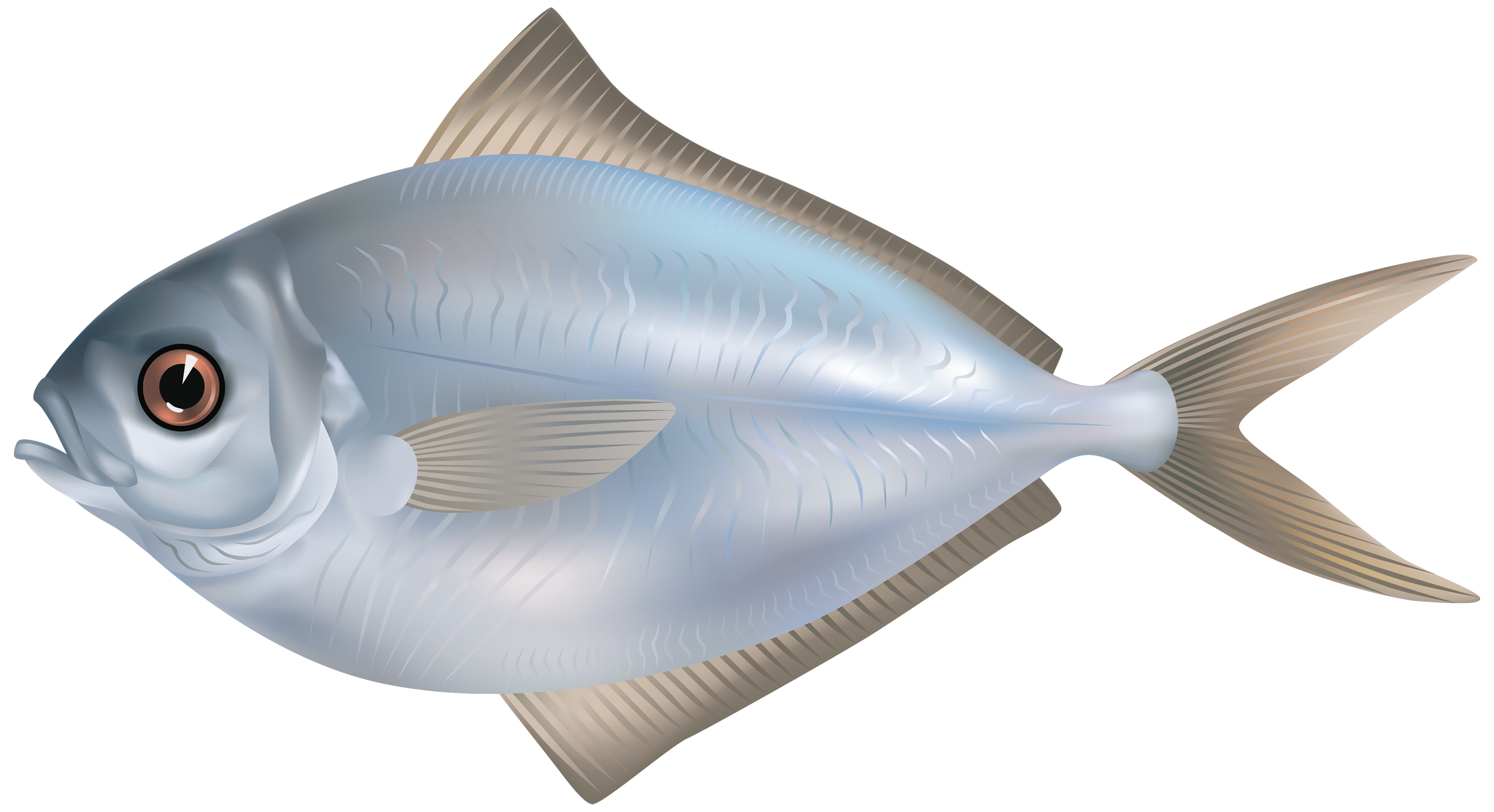 PNG Images Of Fish, Fish Transparent Pictures Free Download - Free Transparent  PNG Logos