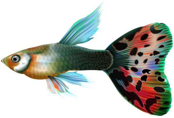 male guppy fish png clip art gallery yopriceville high #11883