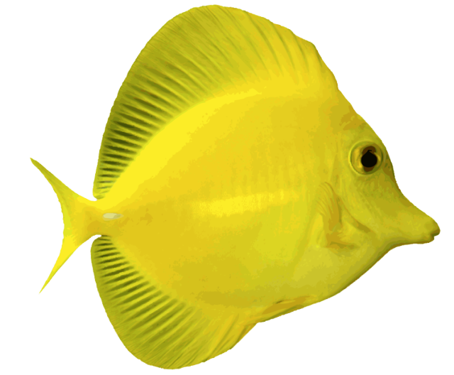 marine fish clipart transparent fish pencil and color #11871