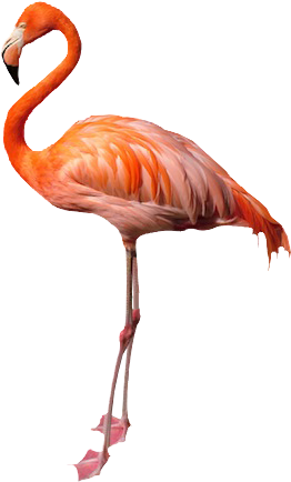 flamingo background image #23156