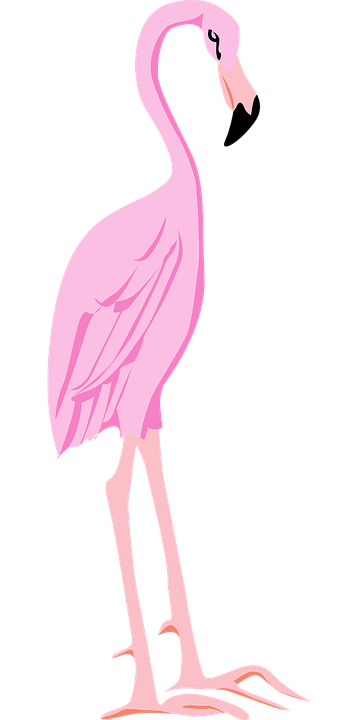 flamingo bird wings vector graphic pixabay #23153