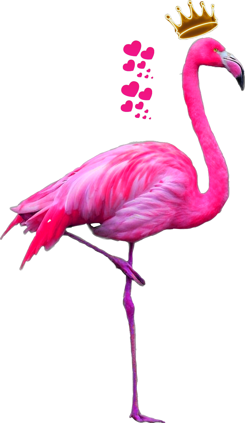 flamingo flamenco animals ftestickers stickers autocoll #23080