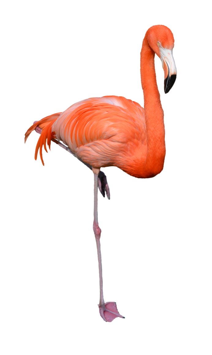 flamingo photo png annamae deviantart #23060