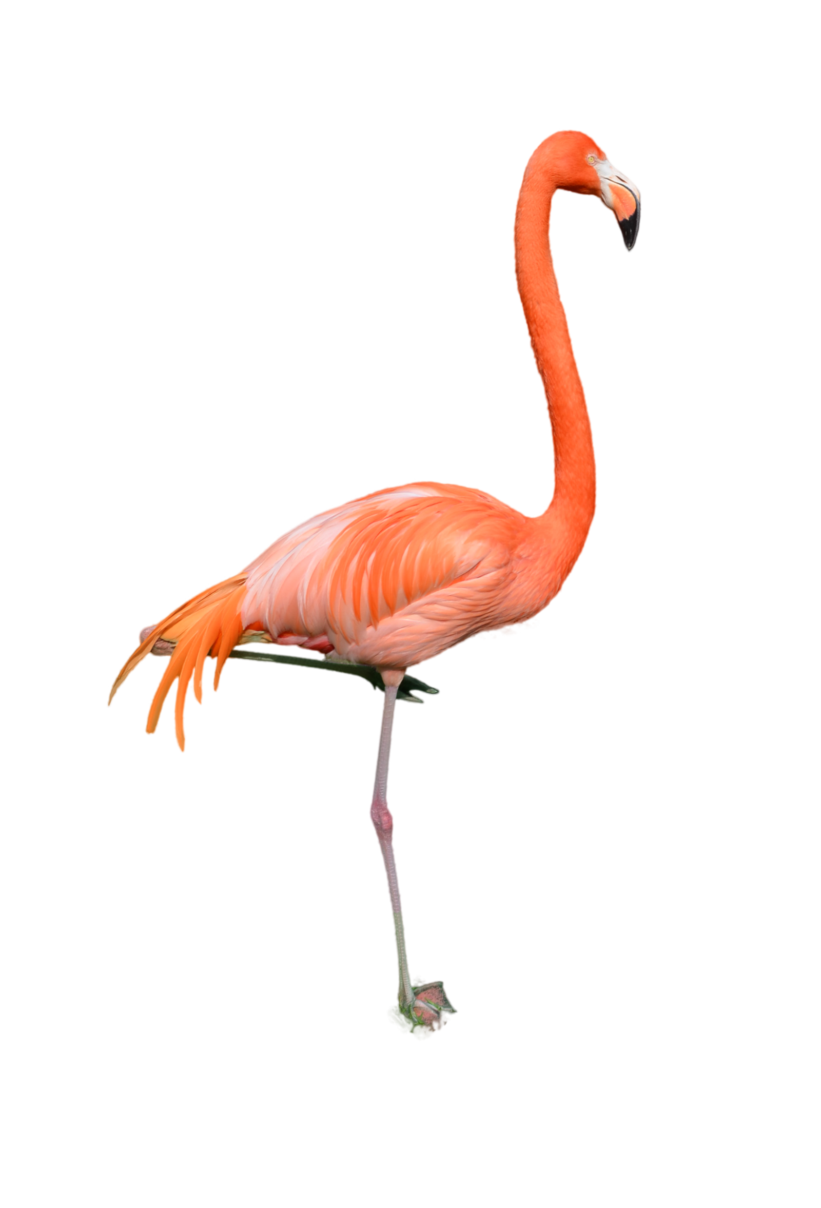 flamingo photo profile png annamae #23091