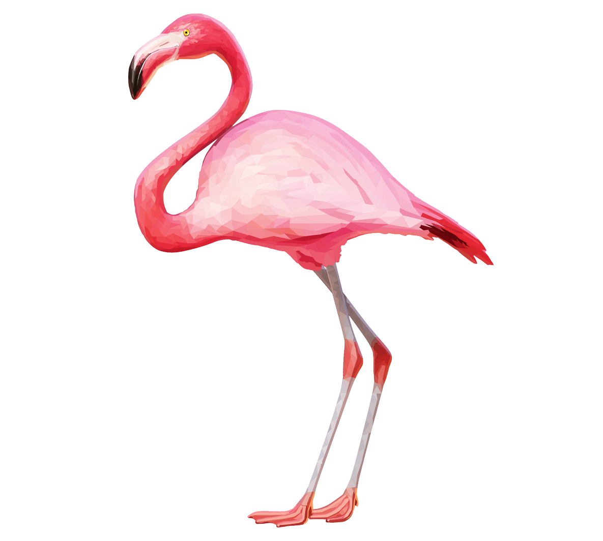 flamingo png flamingo pinterest flamingo #23141