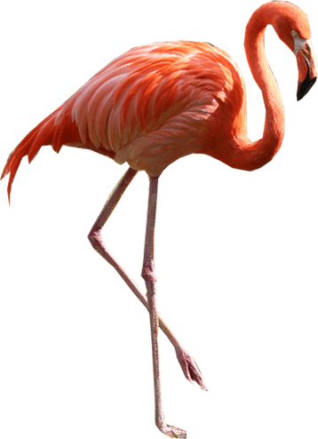 Flamingo