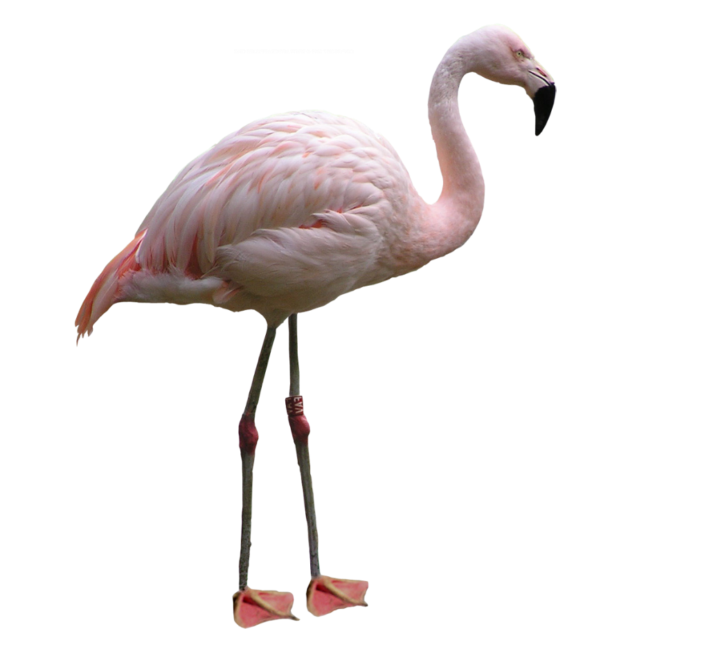 flamingo transparent png pictures icons and png #23145