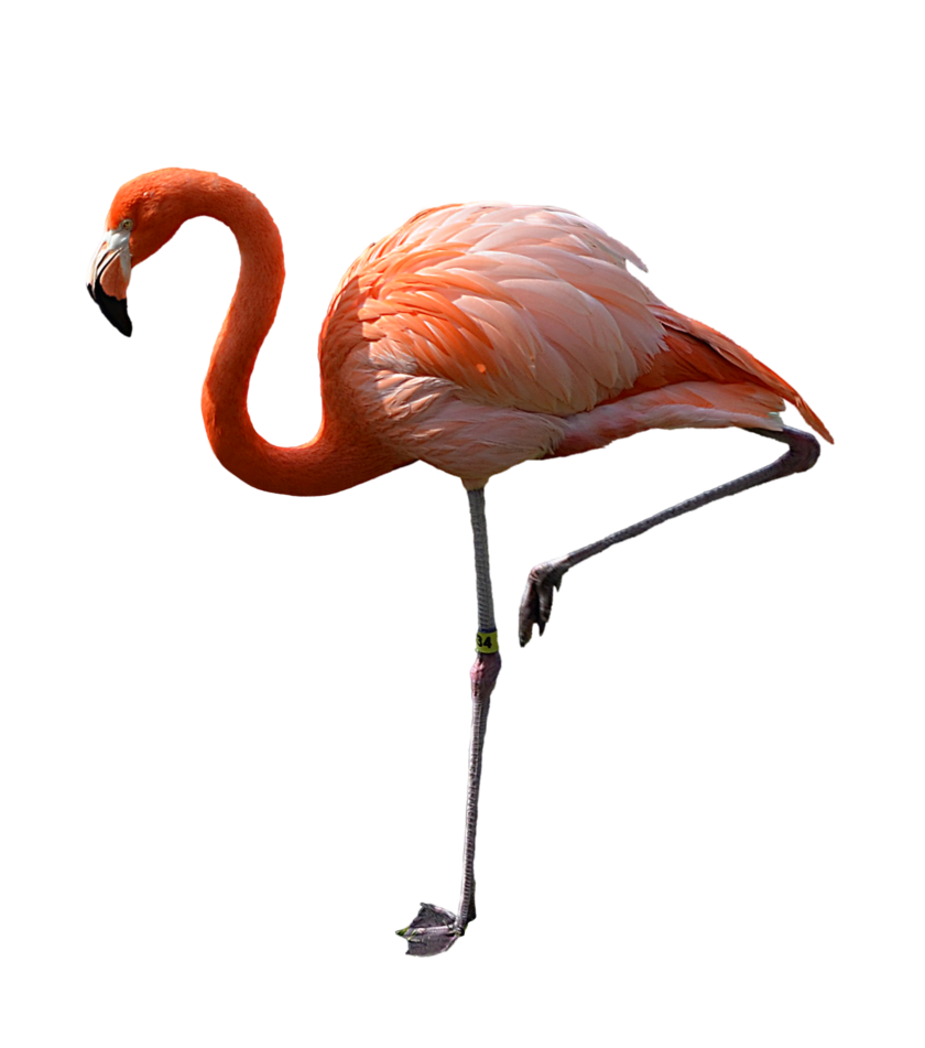 pink flamingo photo dsc png annamae #23085