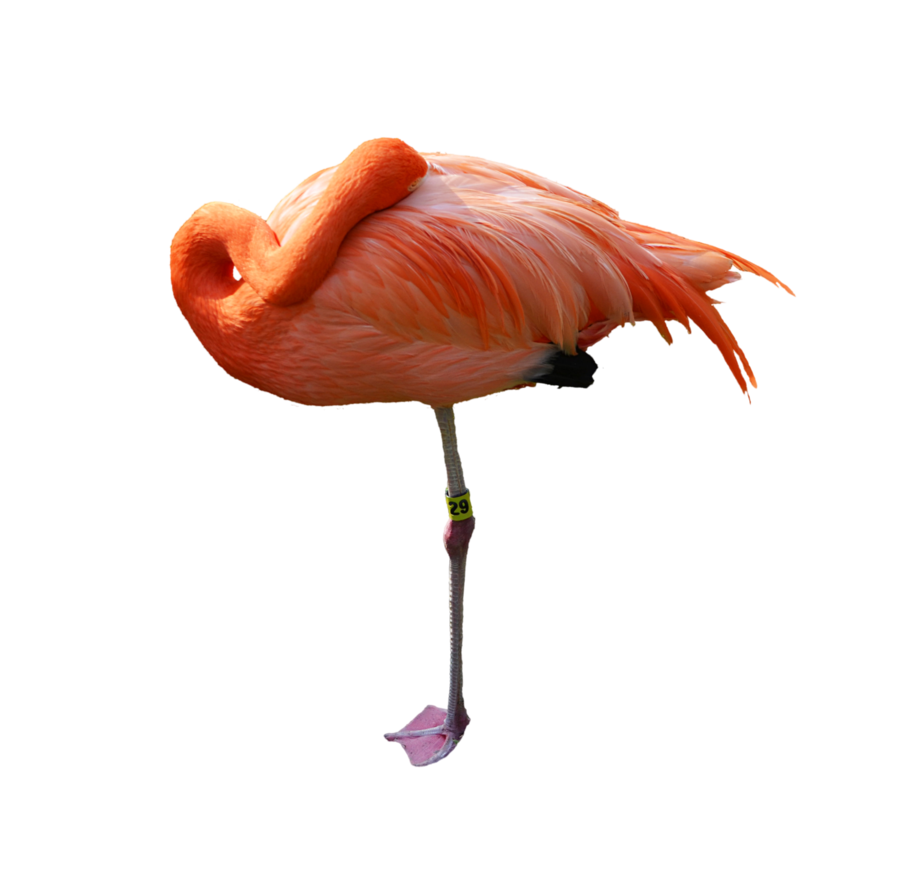 sleeping pink flamingo photo png annamae