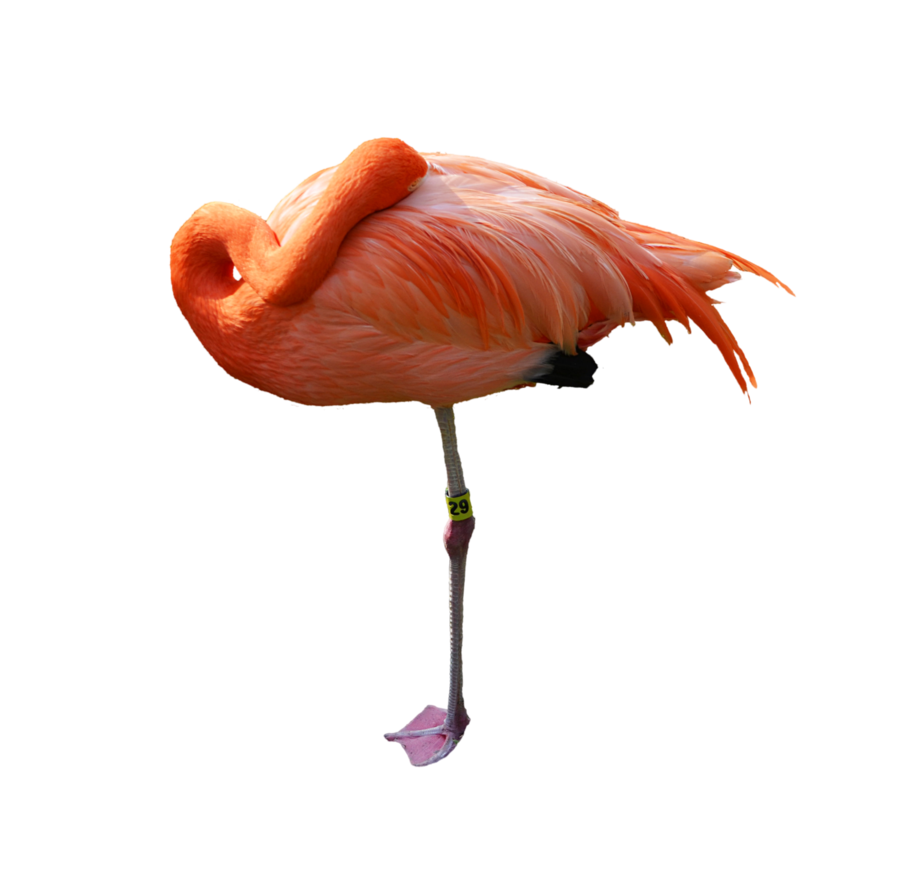 Flamingo Molde PNG