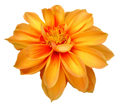 flour dahlia flower png orange transparent image png #37423