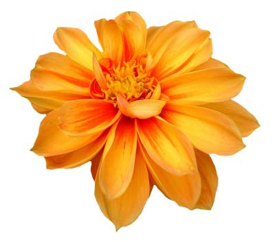 Flowers Pictures Free Download Transparent PNG Images - Free Transparent PNG  Logos