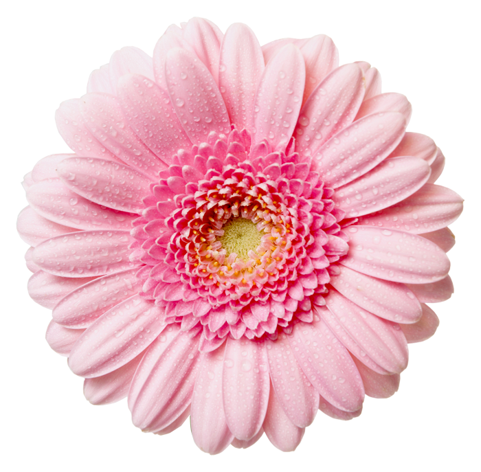 flour flower images transparent background #37419