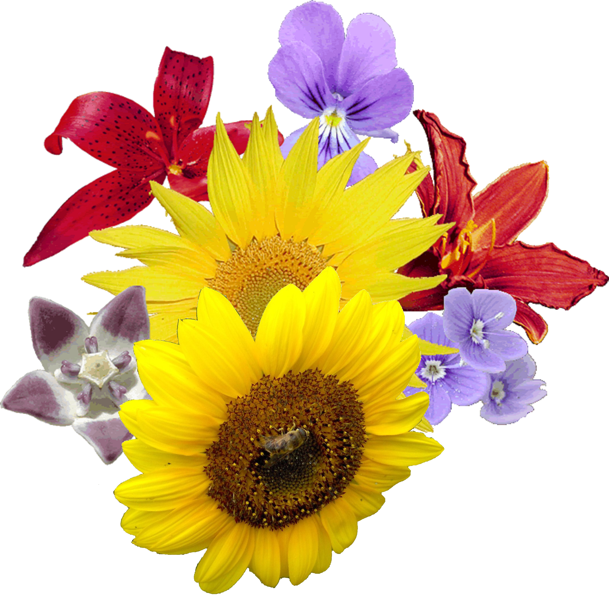 flour flower pictures png #37429