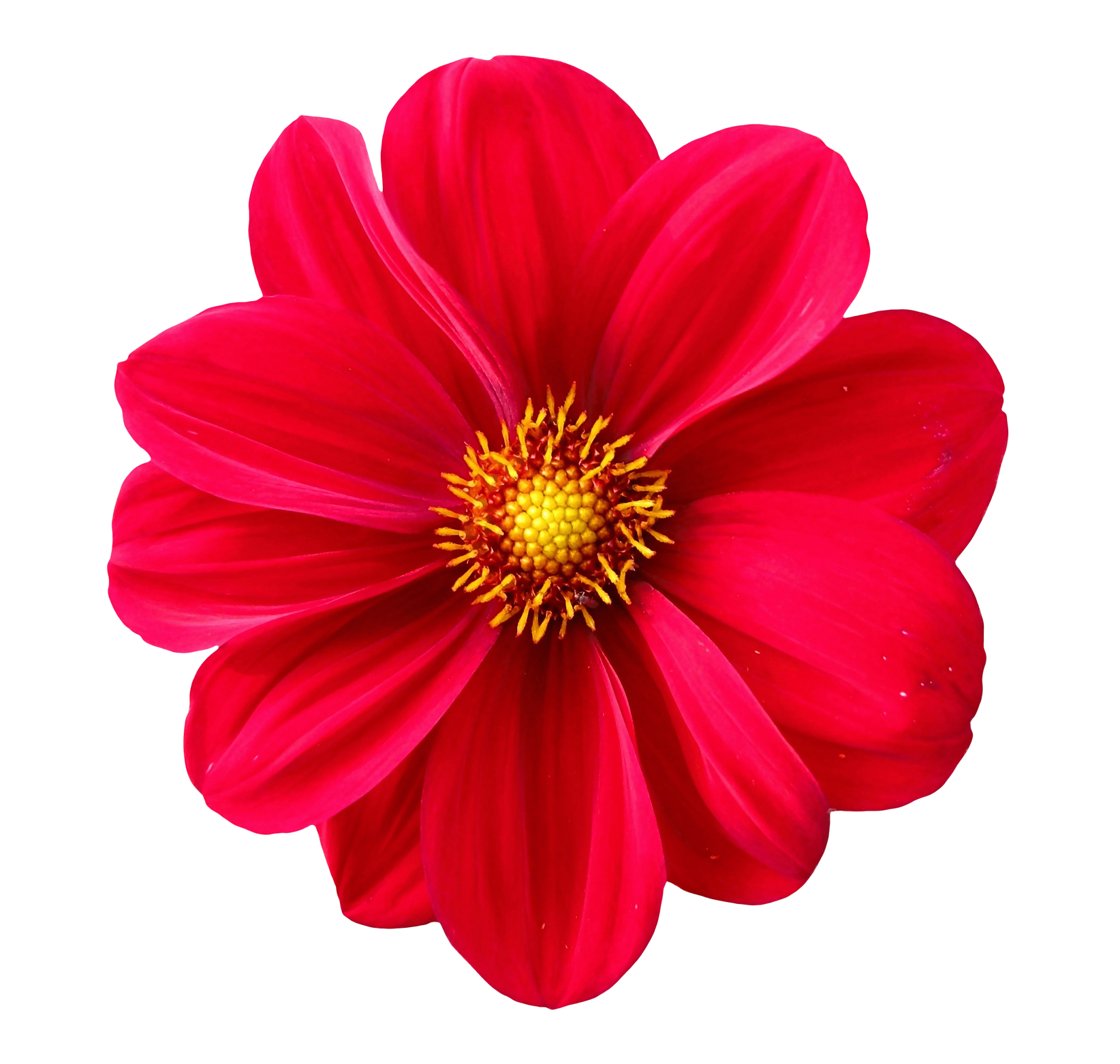 flour flower png transparent png images pluspng #37403