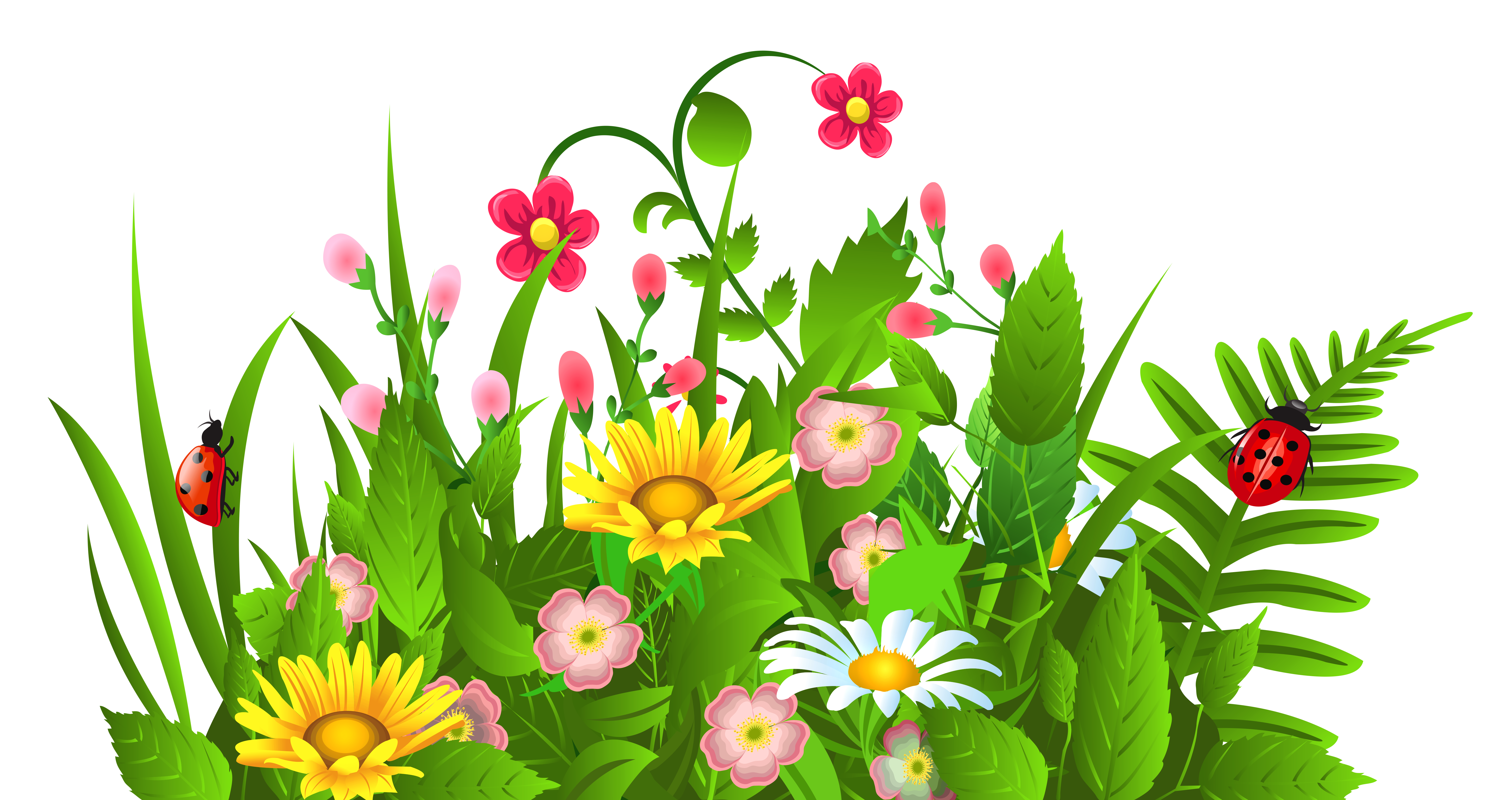 Flowers Pictures Free Download Transparent PNG Images