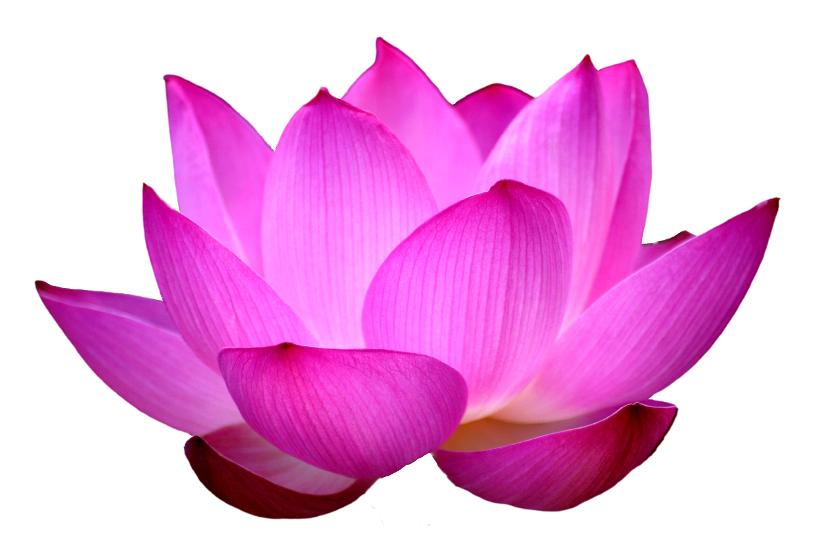 flour lotus flower png lotus flower png images #37420