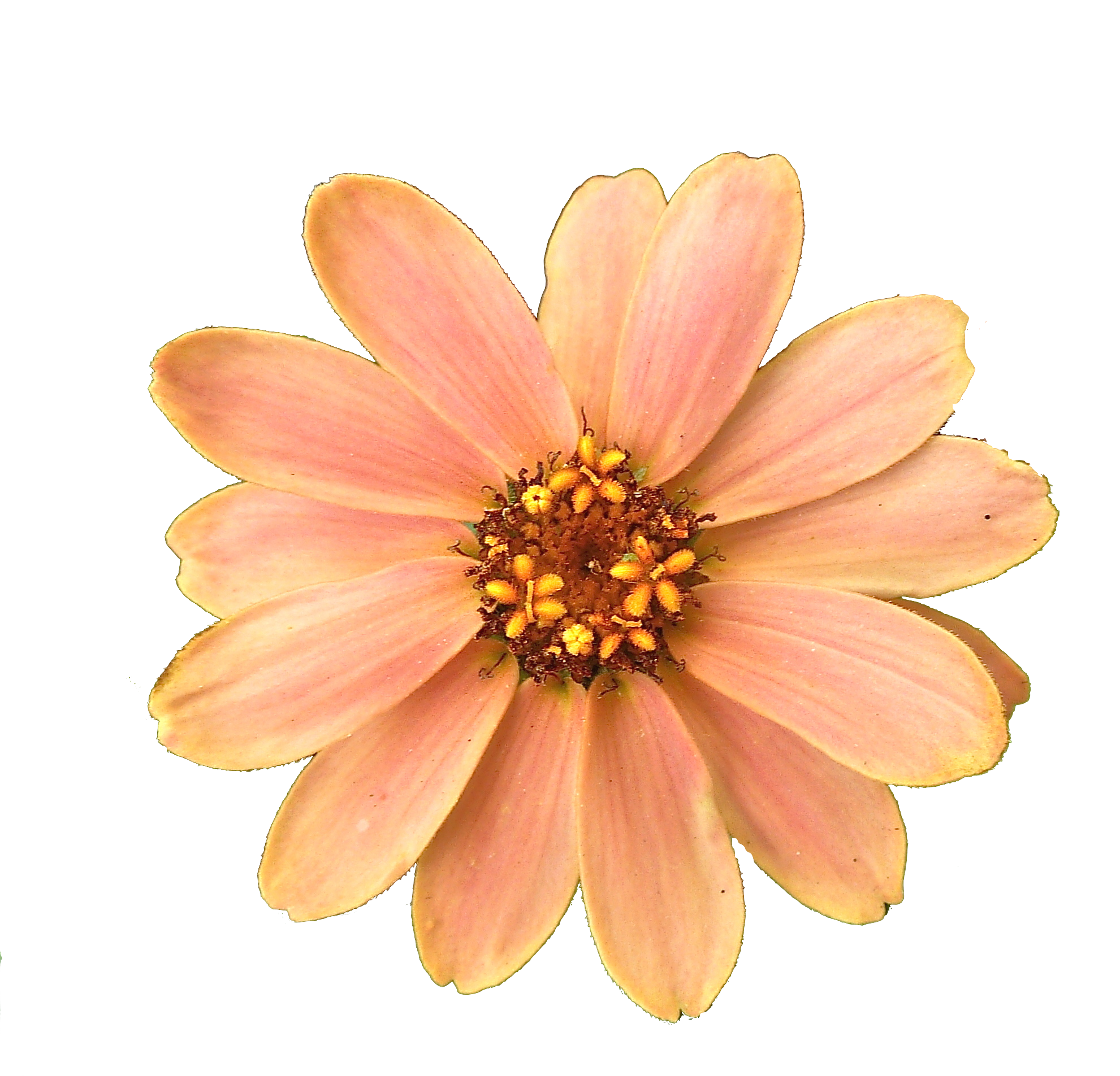 flour peach flower png #37416