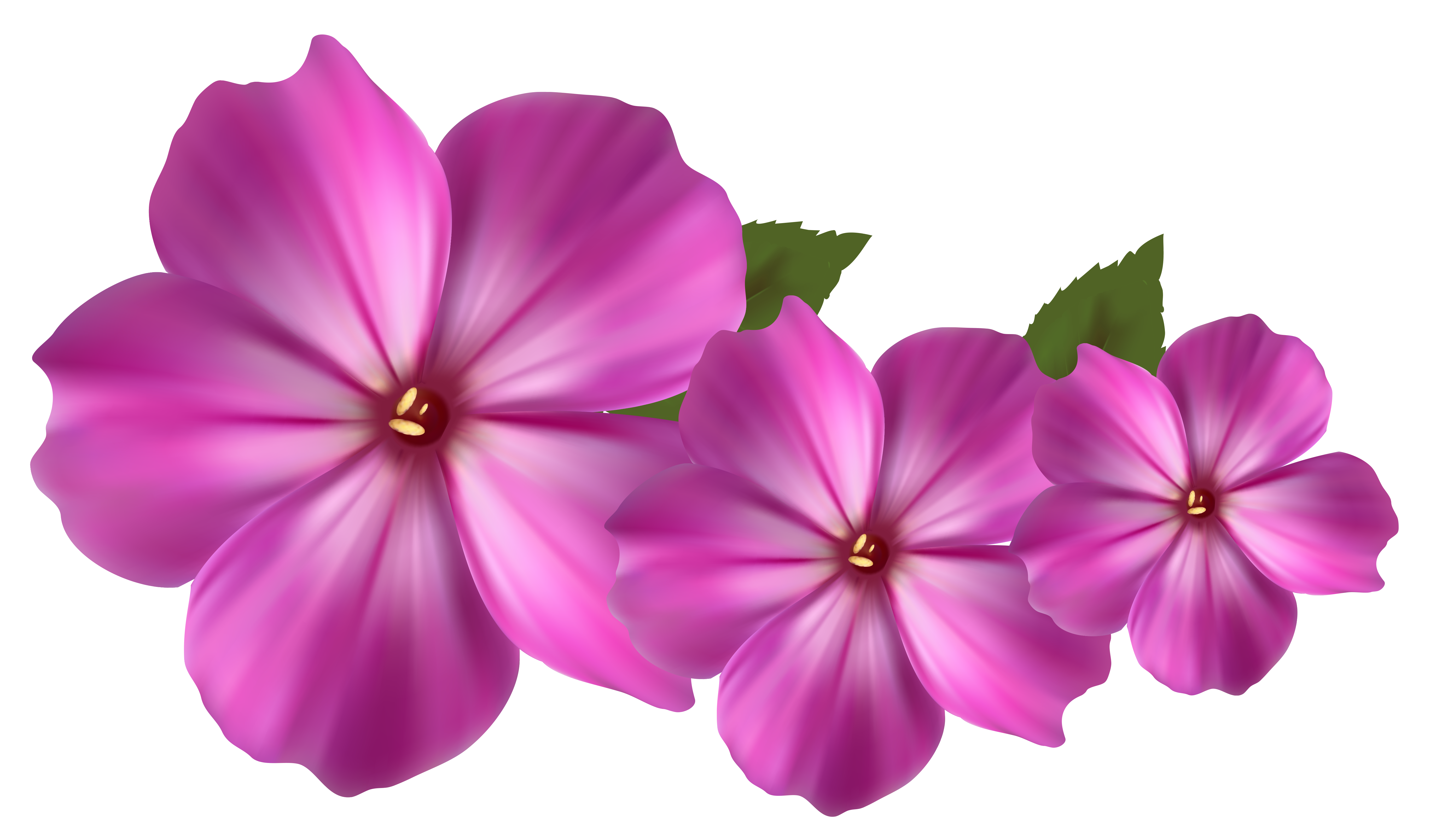 Flowers Pictures Free Download Transparent Png Images Free