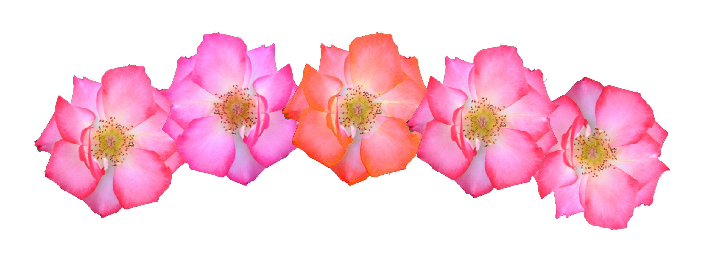 Flower Crown Transparent PNG Images, Best HD Flower Crowns - Free Transparent  PNG Logos