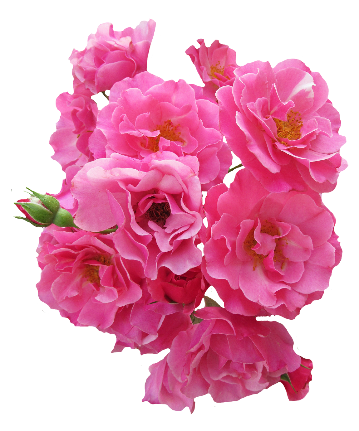 bunch pink rose flower image #8192