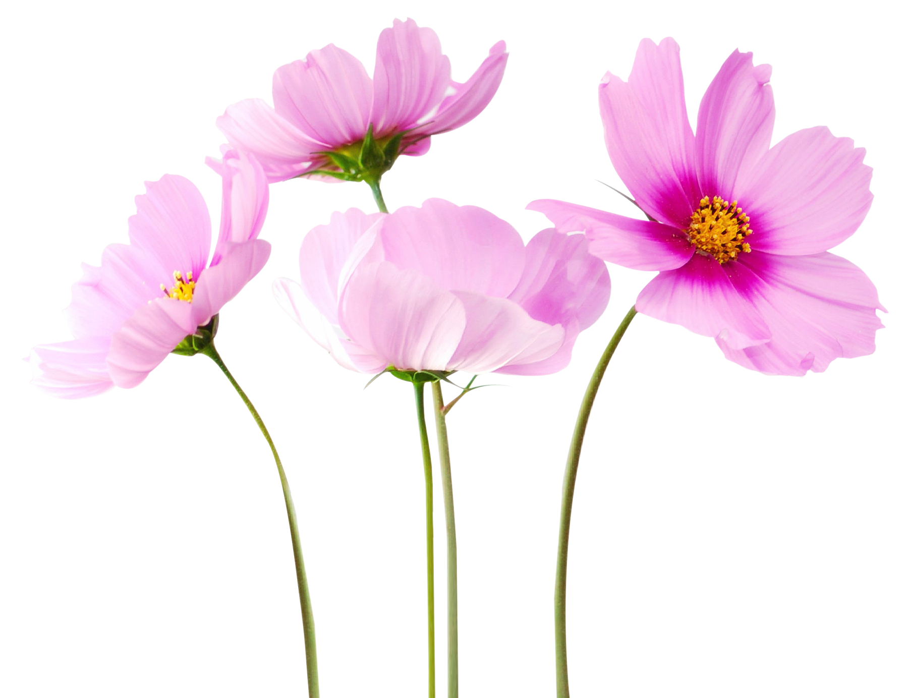 cosmea flower image png #8175