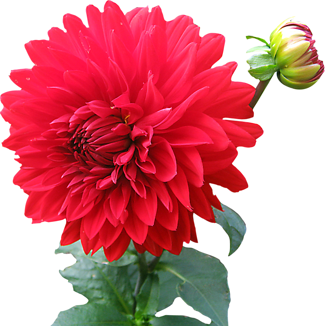 dahlia flower image png #8176