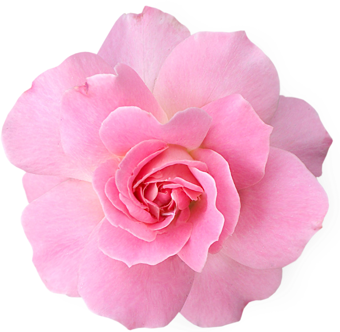 pink flower transparent picture #8194