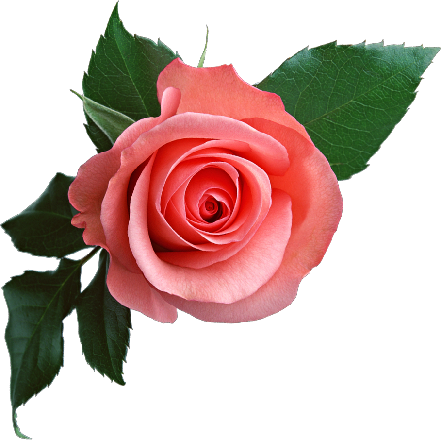 pink rose flower clipart #8188