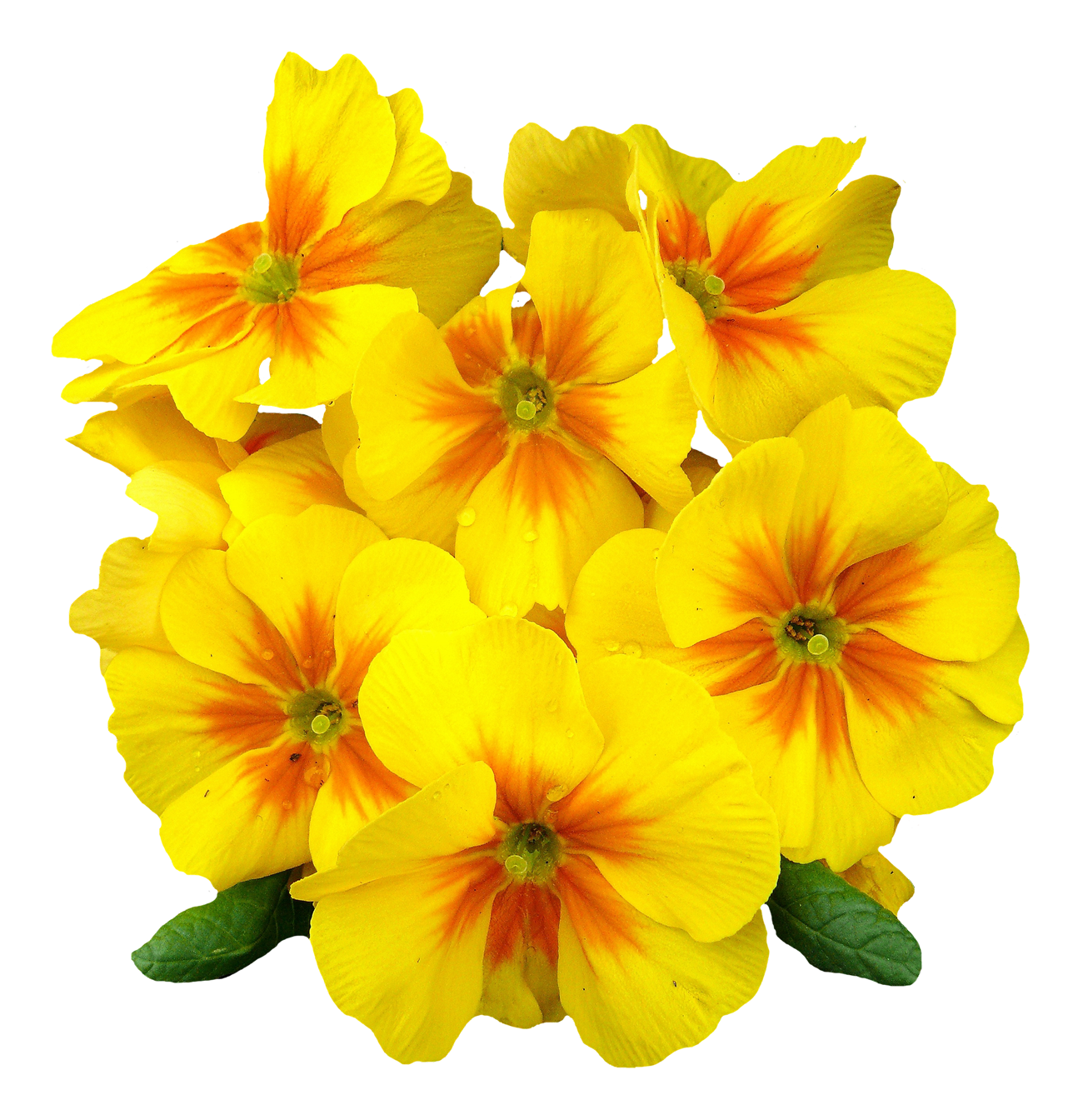 primrose flower image png #8165