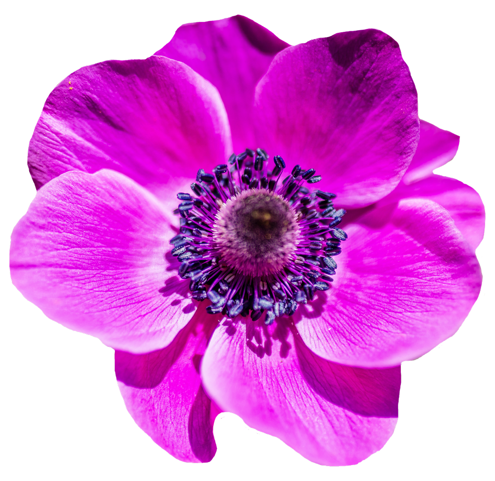 purple flower transparent png #8181