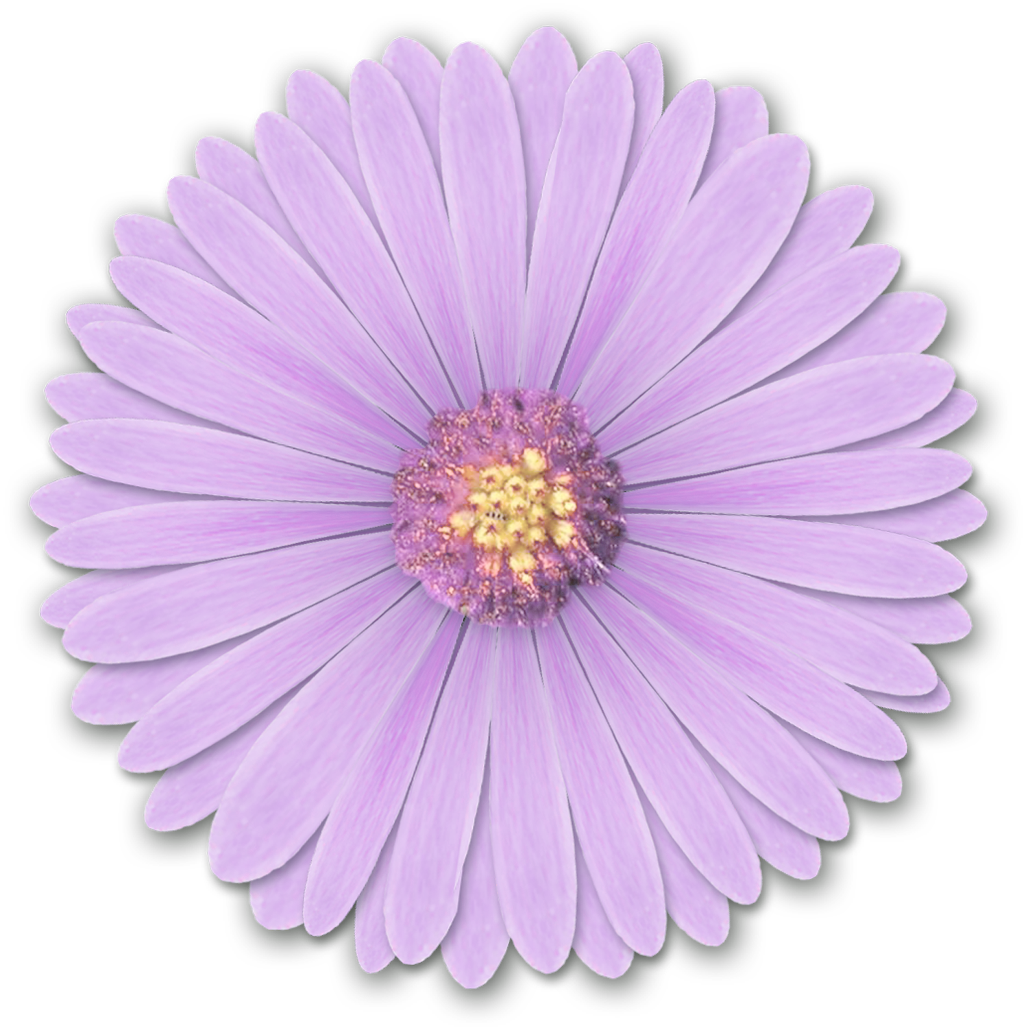 realistic flower, purple, lilac flower #8168