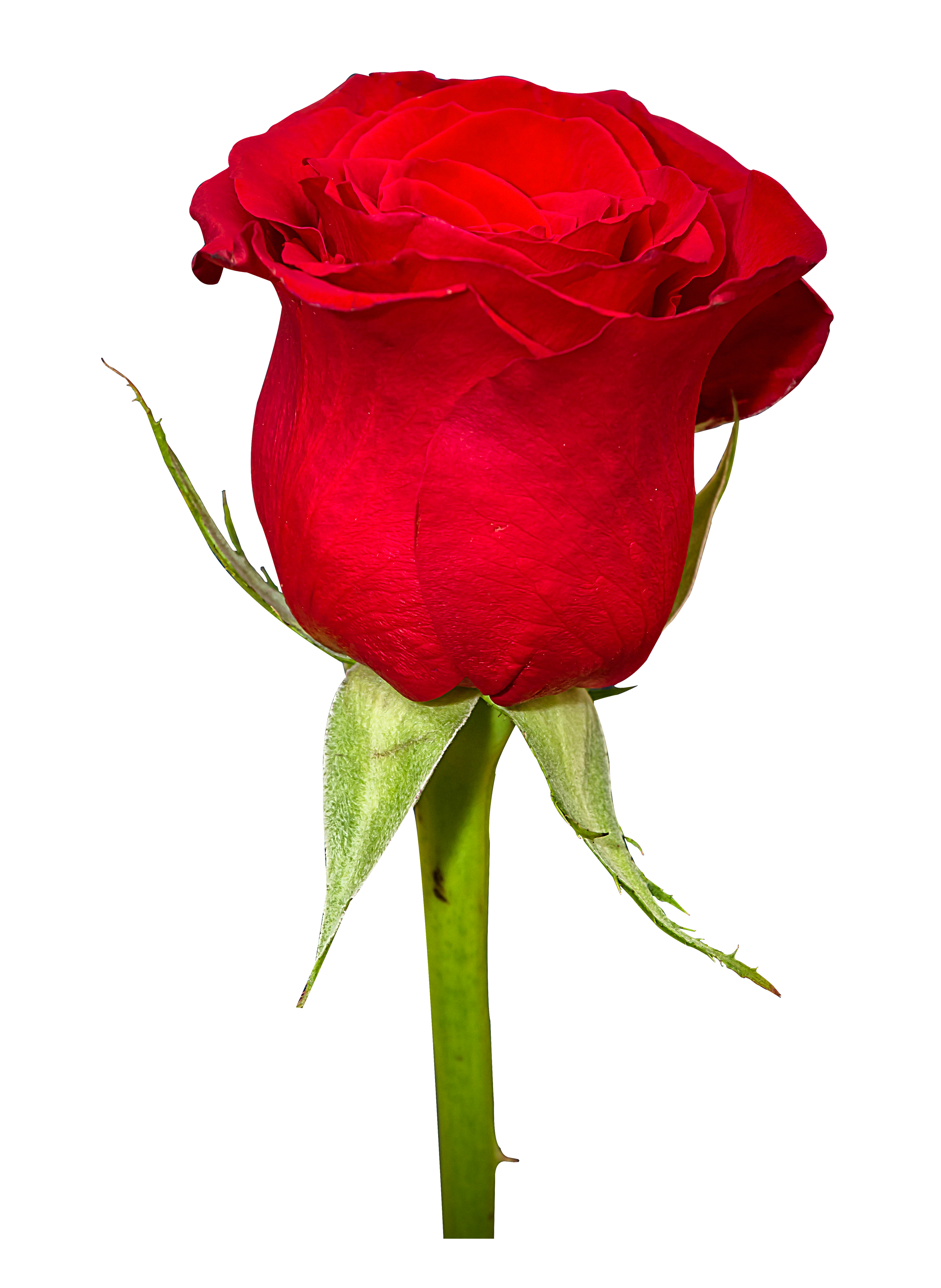 red rose flower image #8180