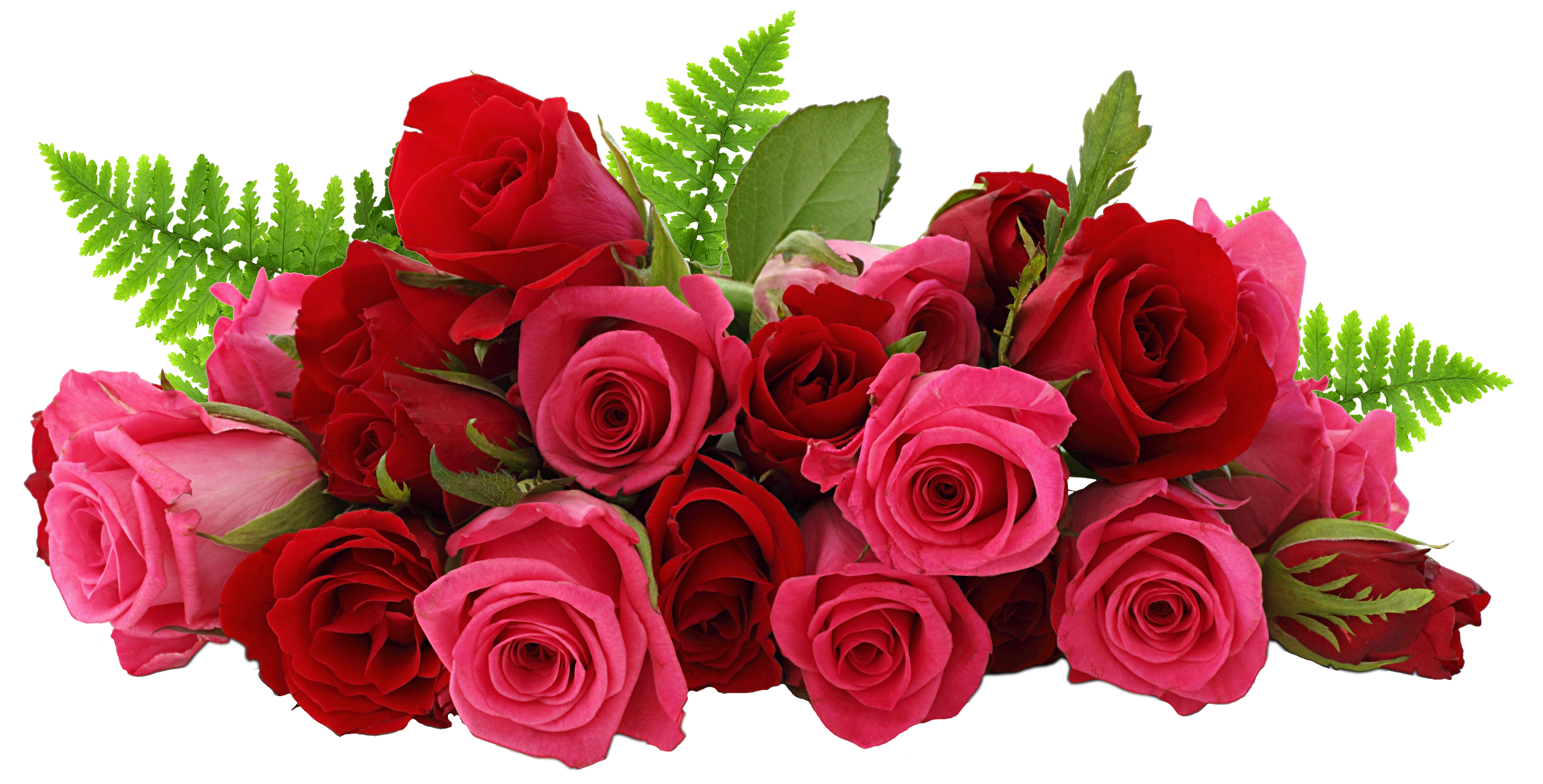 roses flower images download png #8186