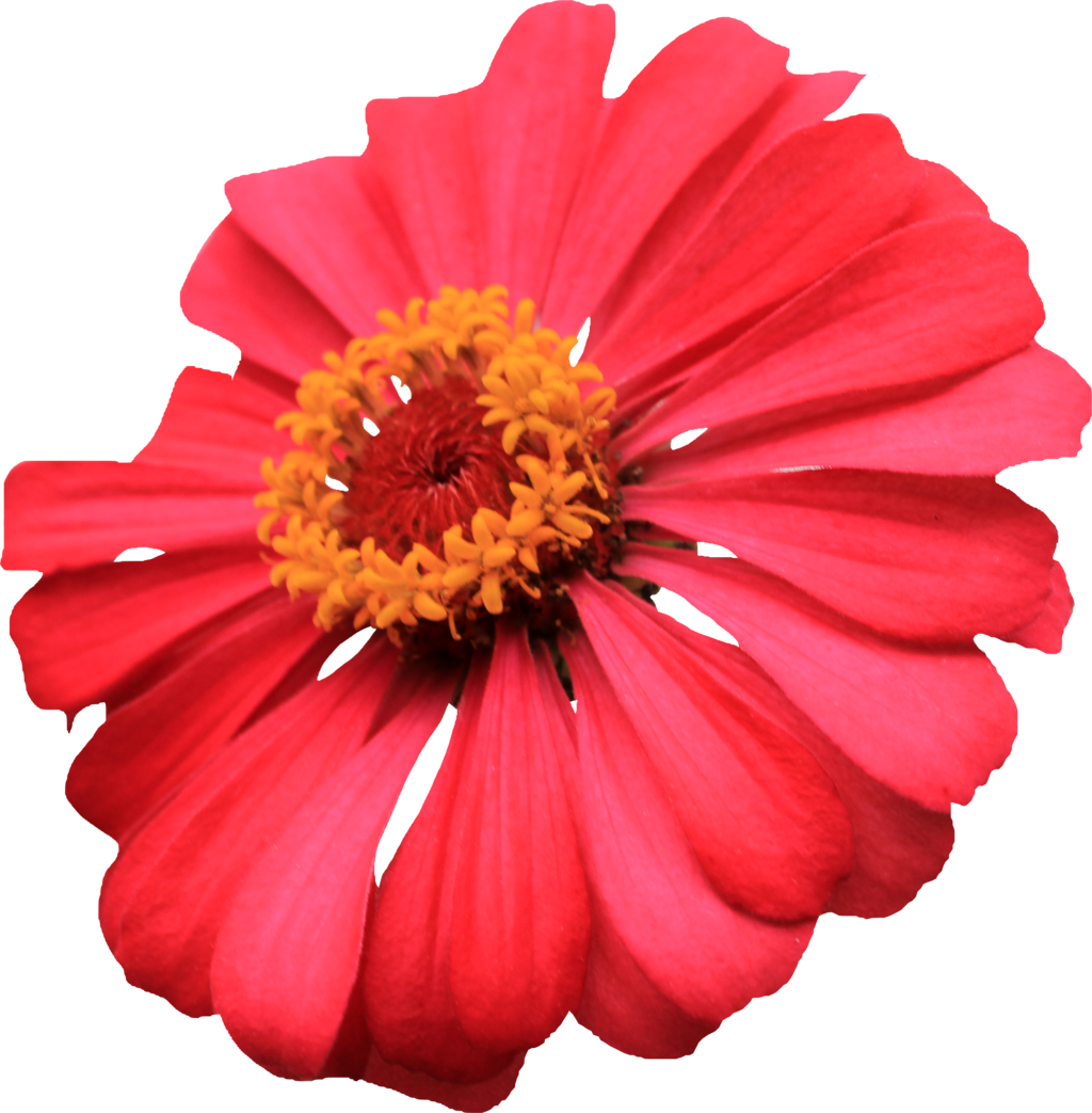 transparent single flower images #8179