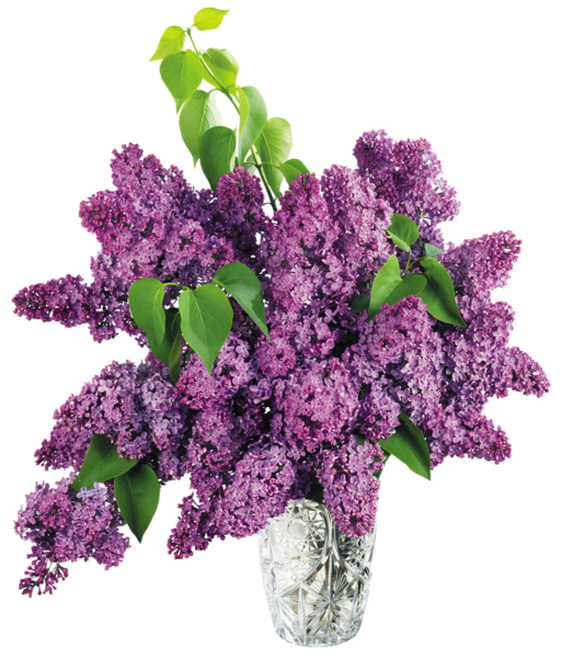 flower vase, vase with purple lilac png clipart picture gallery yopriceville high quality images and #28631