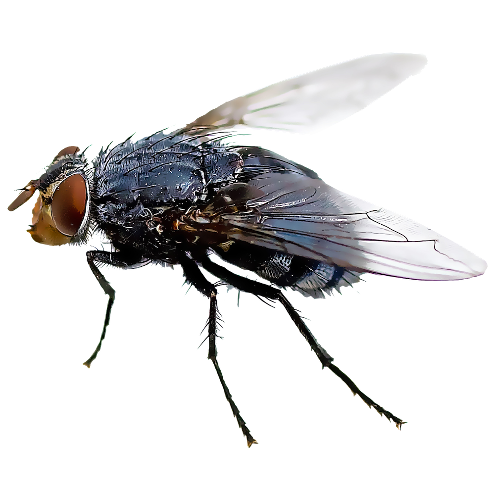 black fly insect mosquito housefly fly png download #35347