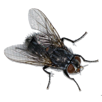 black fly png transparent images #35340