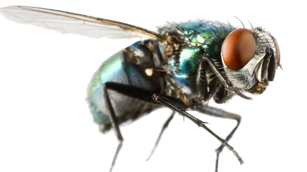 blue bottle fly transparent image png images #35339