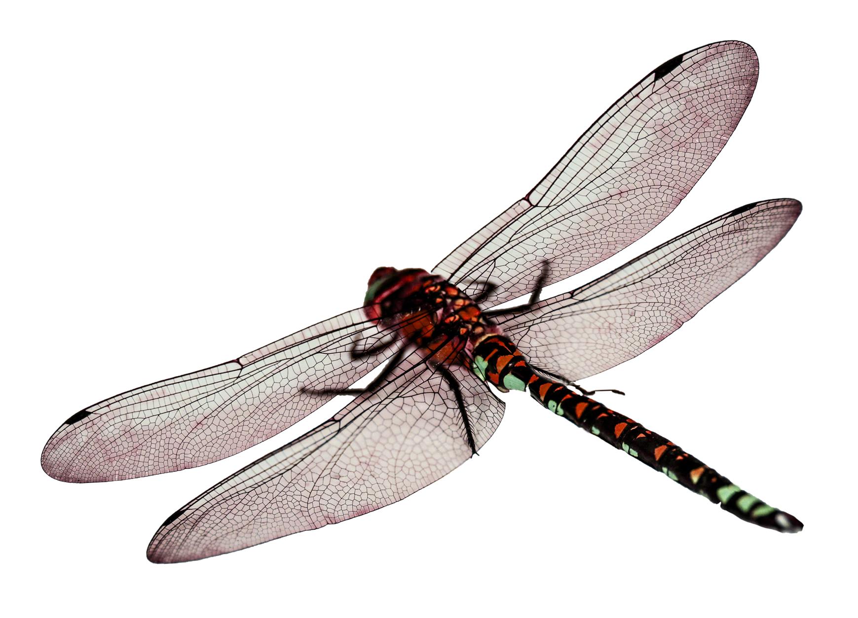 dragonfly png transparent image pngpix #35371
