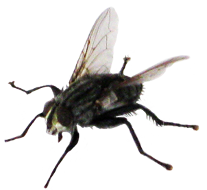 fly animal clip art #35350