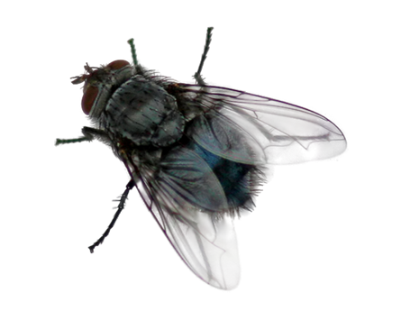 fly black png transparent images #35342