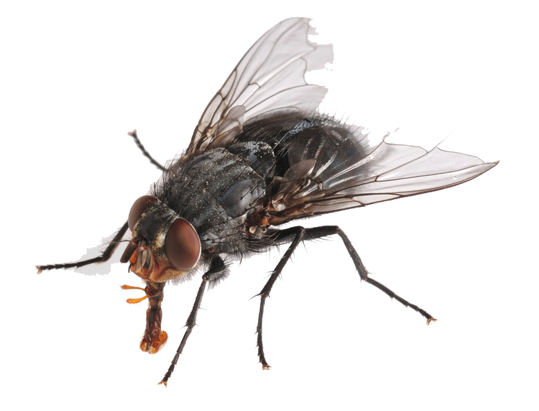 fly flies png png mart #35351