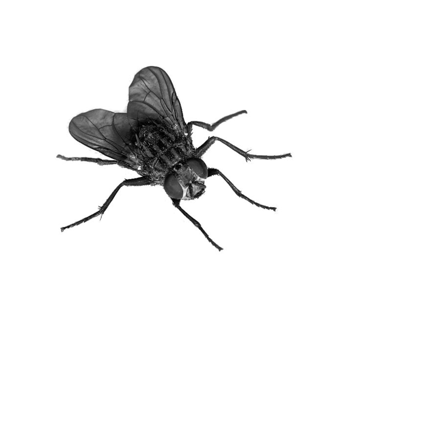 fly insect png transparent images #35353
