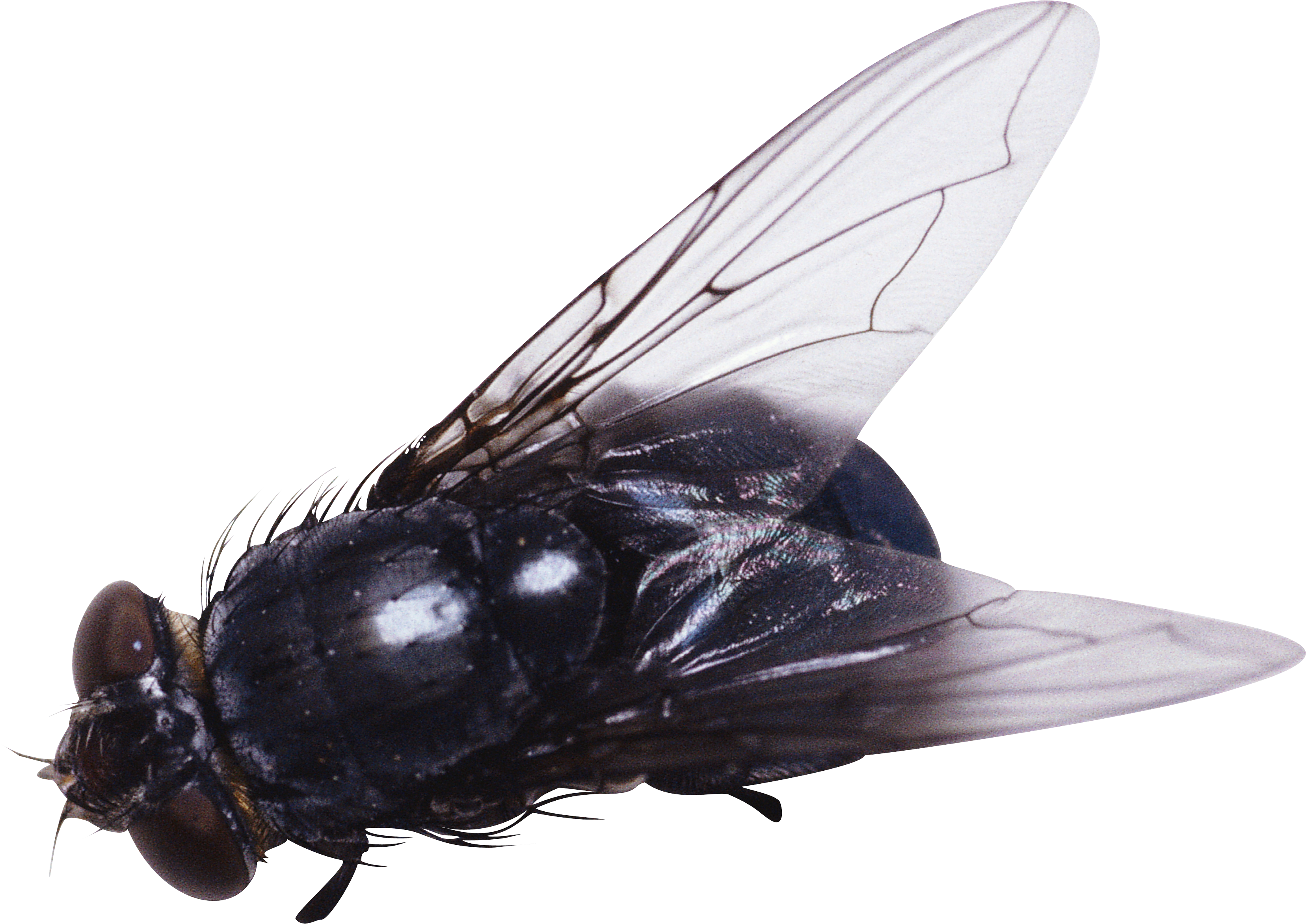 fly png #35366
