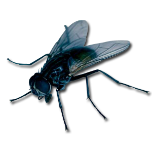 fly png