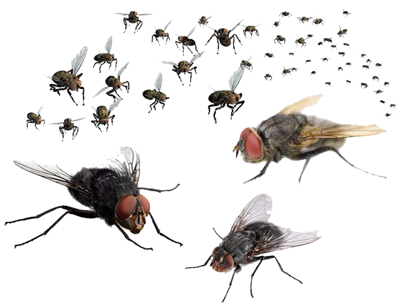 fly png download png mart #35357