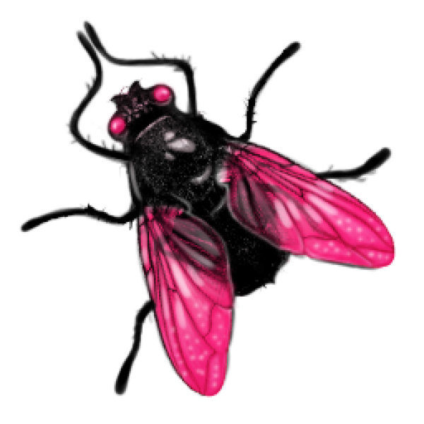 fly png images transparent background png play #35372